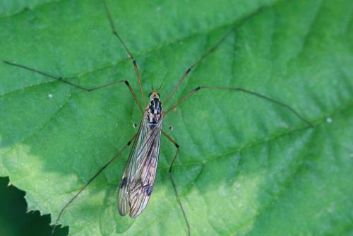 Nephrotoma quadrifaria